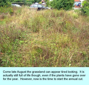 The grassland in late August